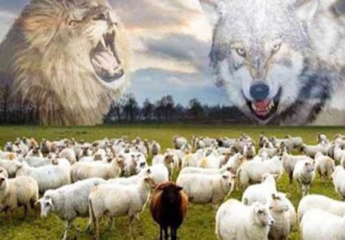 Truyện con sói và bầy cừu