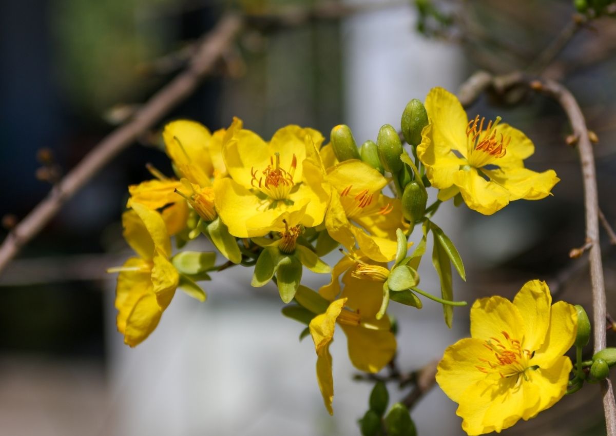 mung-1-kieng-ki-dieu-gi-de-tranh-xui-xeo-ca-nam-2026-4