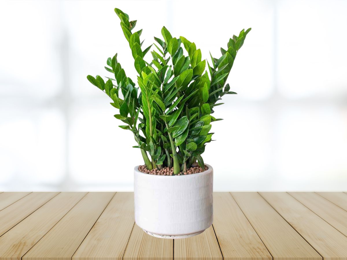 10-cay-phong-thuy-phong-lam-viec-mang-tai-loc-may-man-1