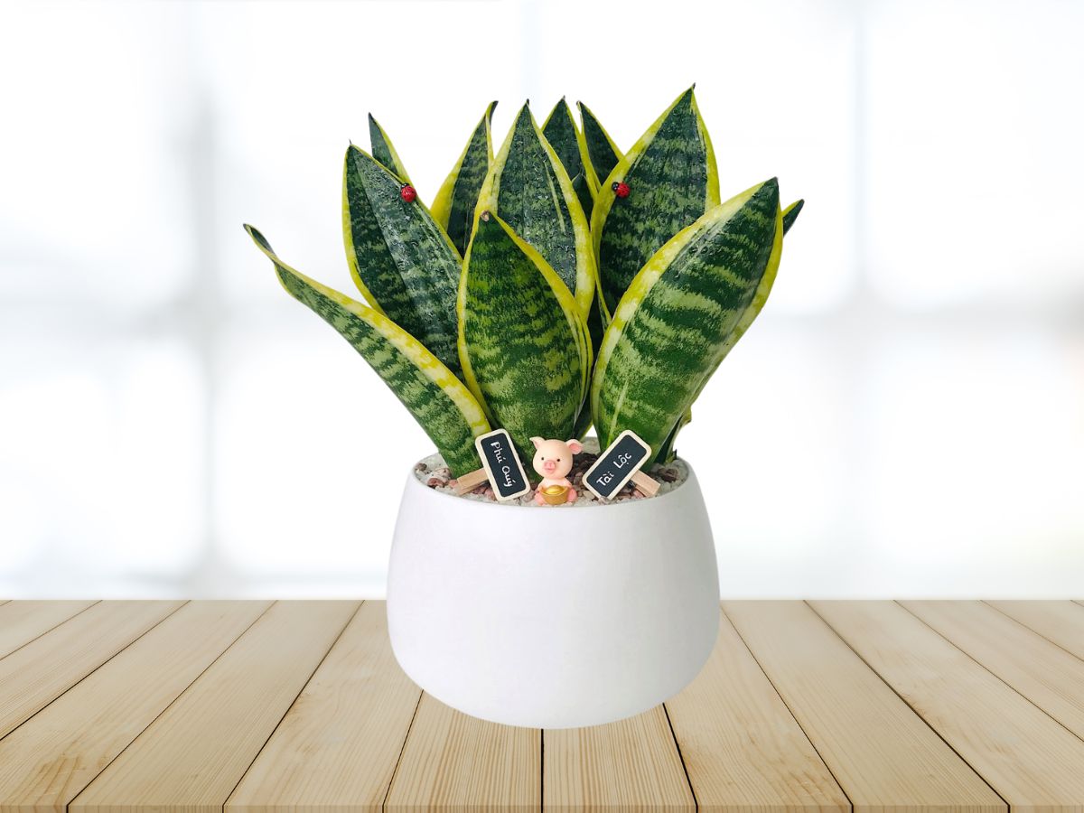 10-cay-phong-thuy-phong-lam-viec-mang-tai-loc-may-man-2