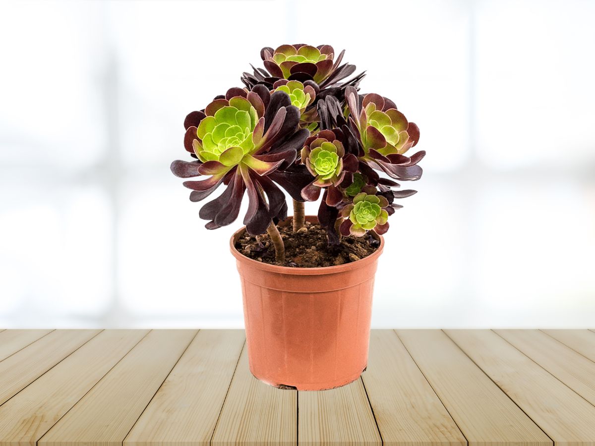 10-cay-phong-thuy-phong-lam-viec-mang-tai-loc-may-man-3