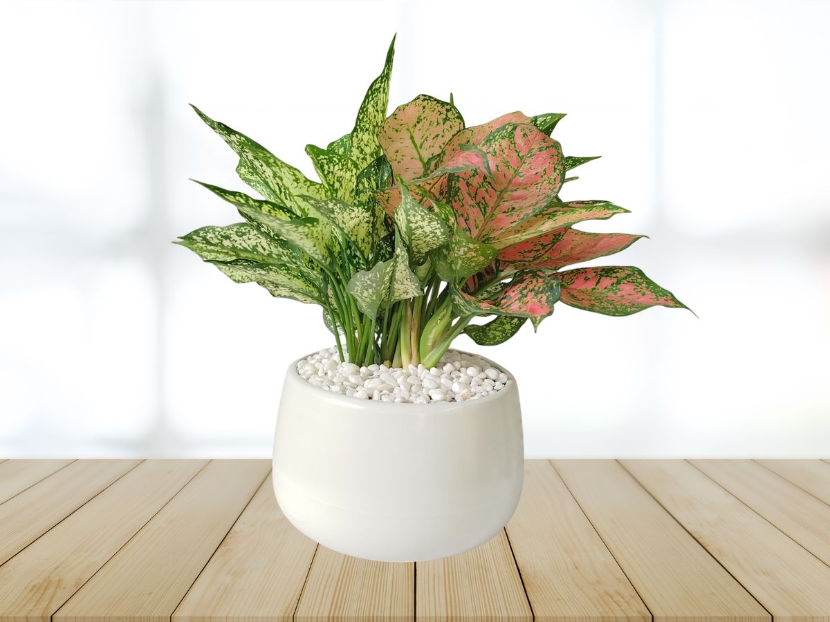 10-cay-phong-thuy-phong-lam-viec-mang-tai-loc-may-man-4