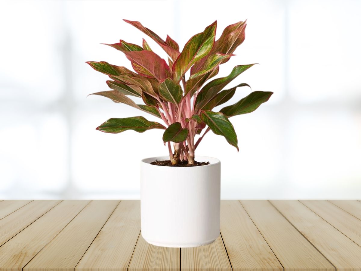 10-cay-phong-thuy-phong-lam-viec-mang-tai-loc-may-man-5