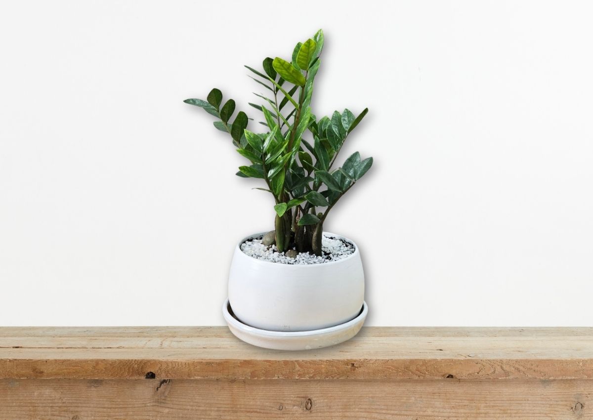 10-mon-do-phong-thuy-de-ban-lam-viec-thu-hut-tai-loc