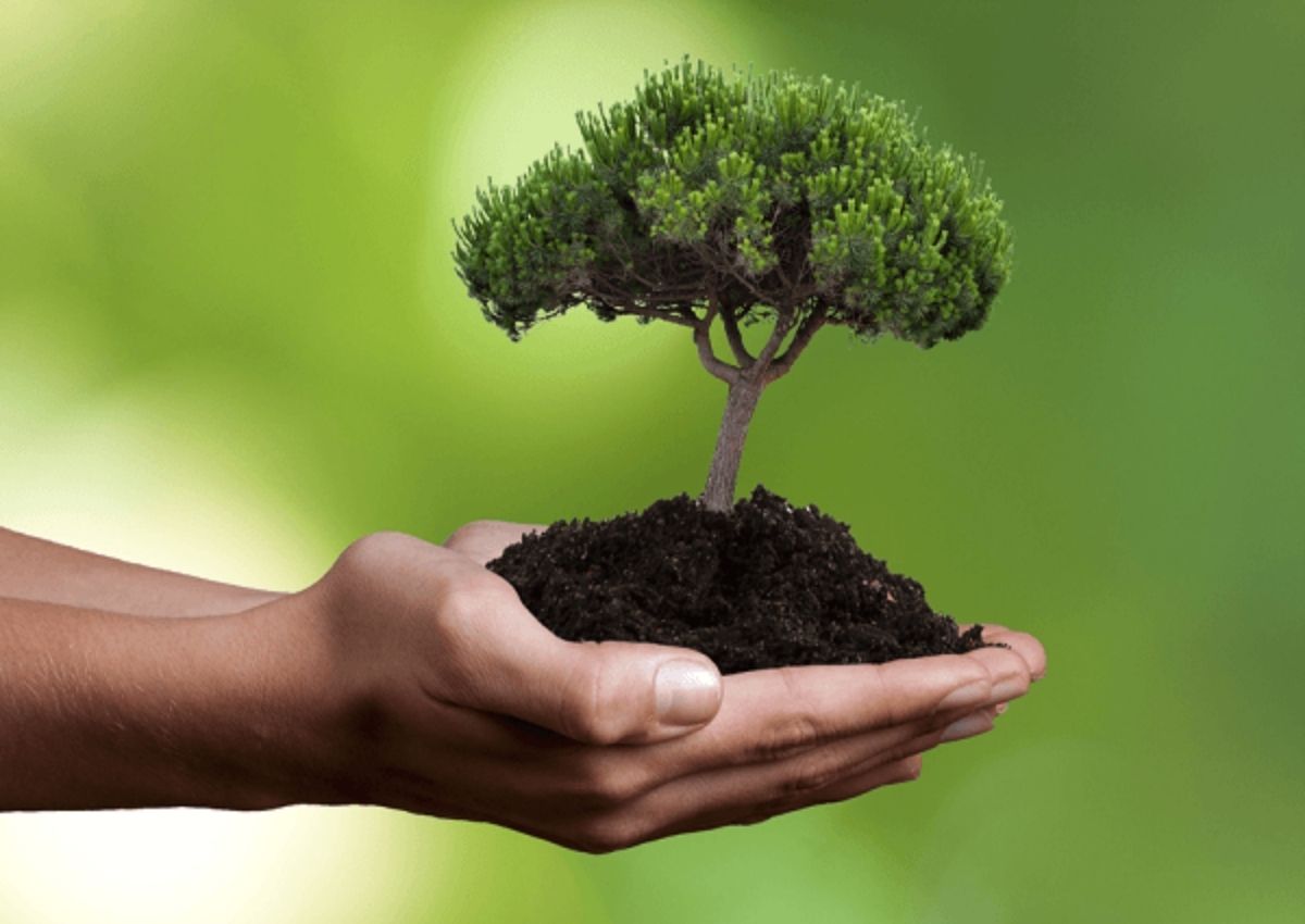 nguoi-menh-moc-hop-cay-gi-de-ban-lam-viec-1