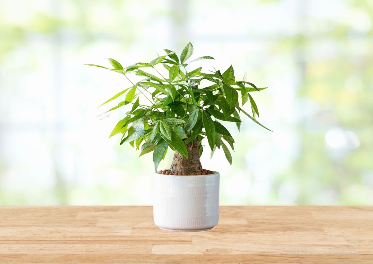 nguoi-menh-moc-hop-cay-gi-de-ban-lam-viec-1