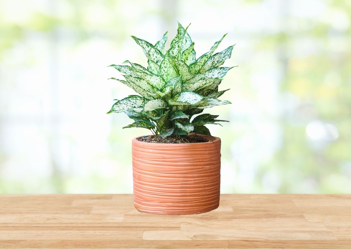 nguoi-menh-moc-hop-cay-gi-de-ban-lam-viec-4