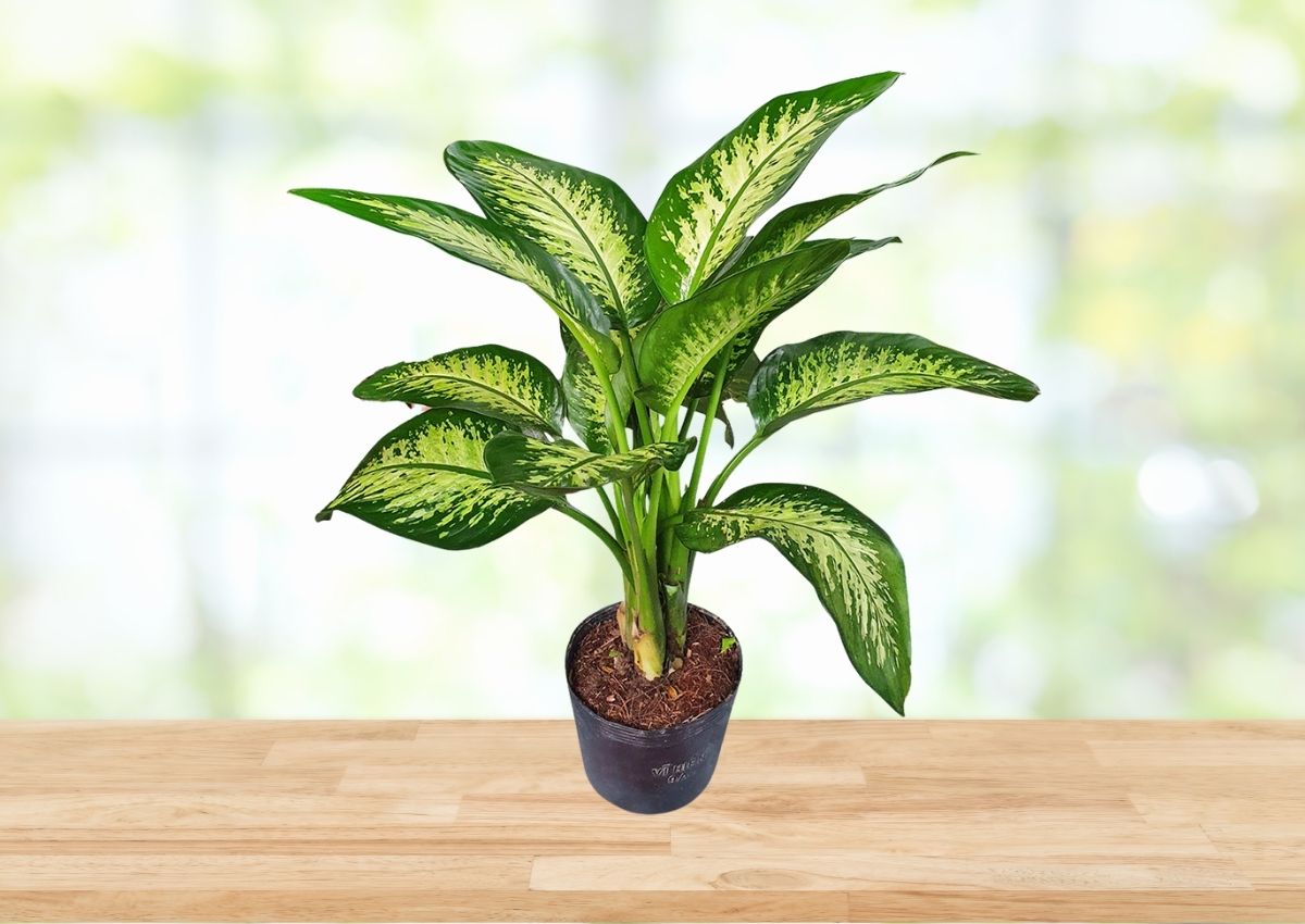 nguoi-menh-moc-hop-cay-gi-de-ban-lam-viec-5