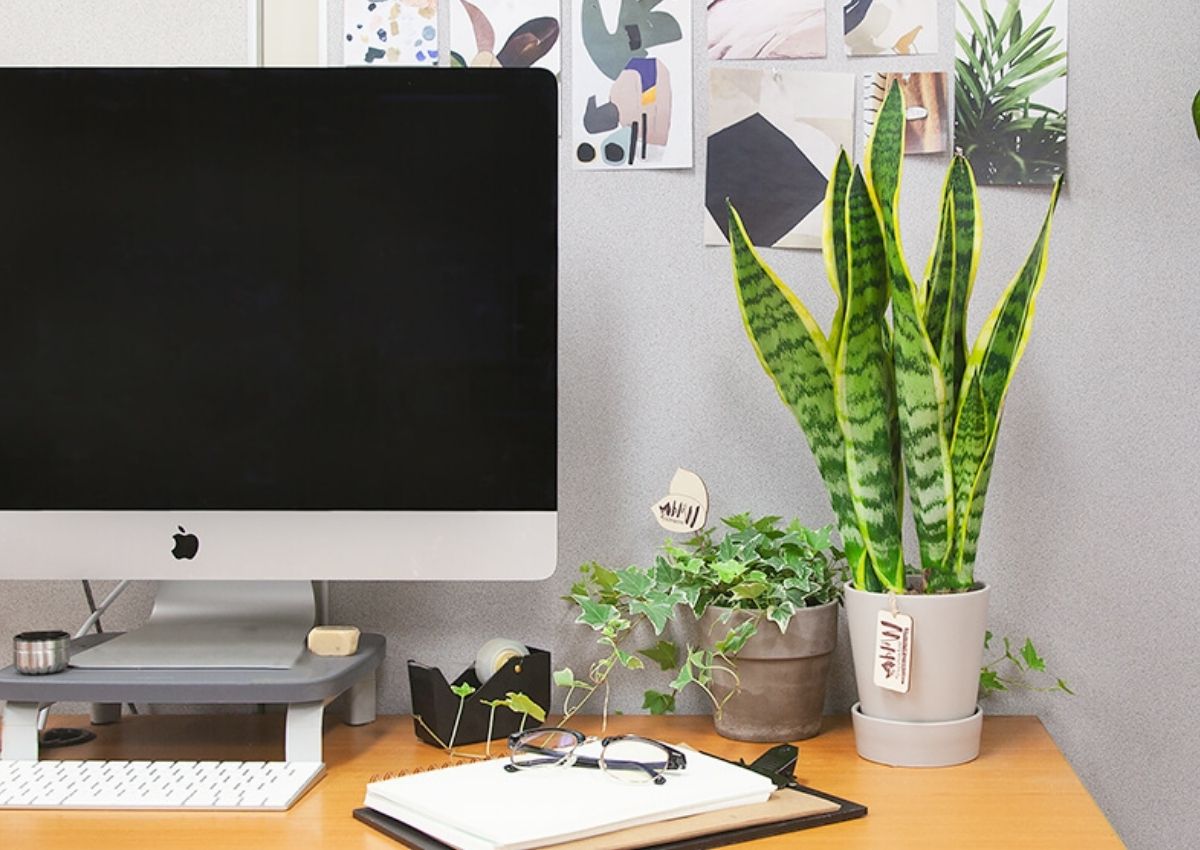 nguoi-menh-tho-hop-cay-gi-de-ban-lam-viec-thu-hut-tai-loc-2