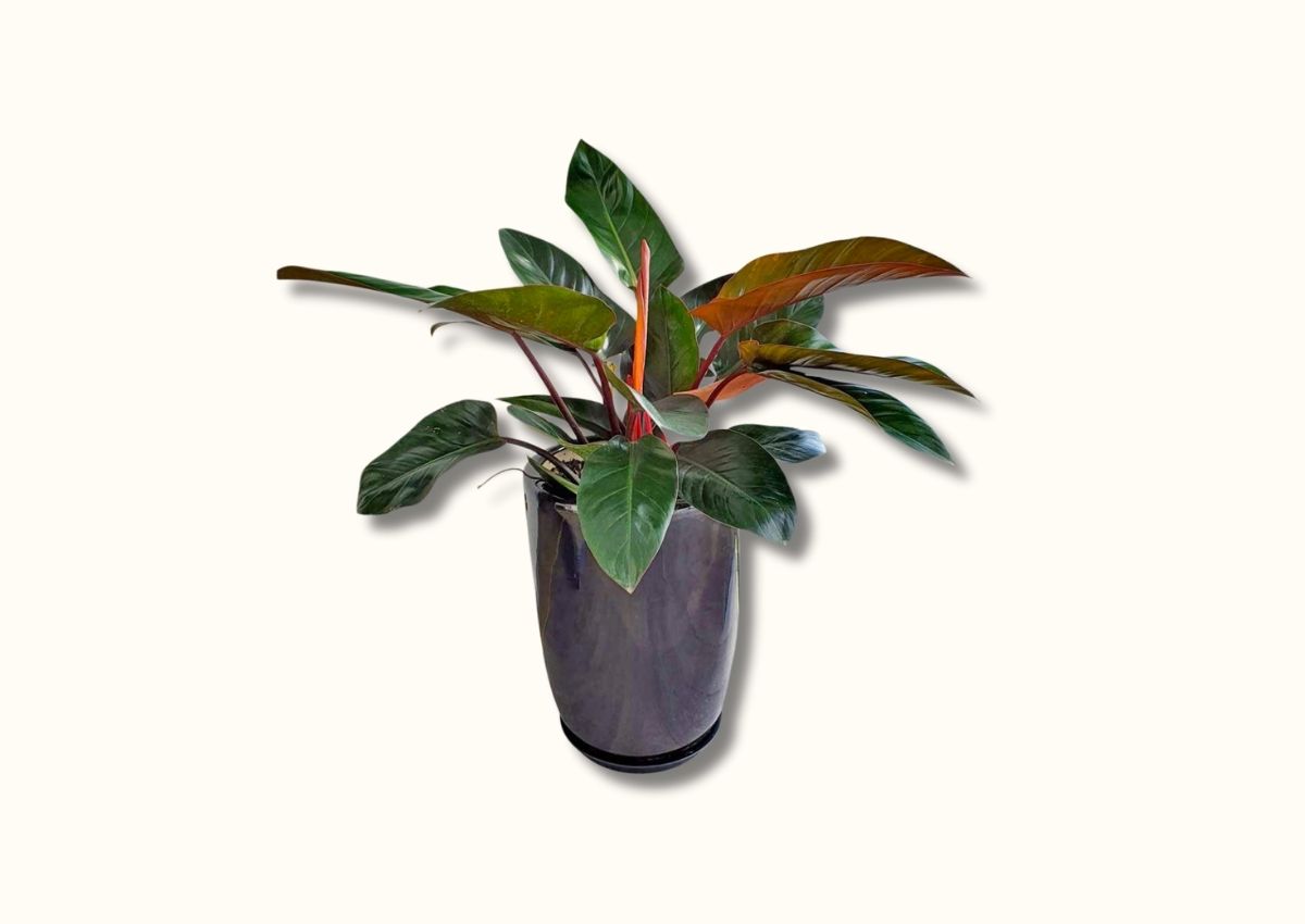 nguoi-menh-tho-hop-cay-gi-de-ban-lam-viec-thu-hut-tai-loc-4