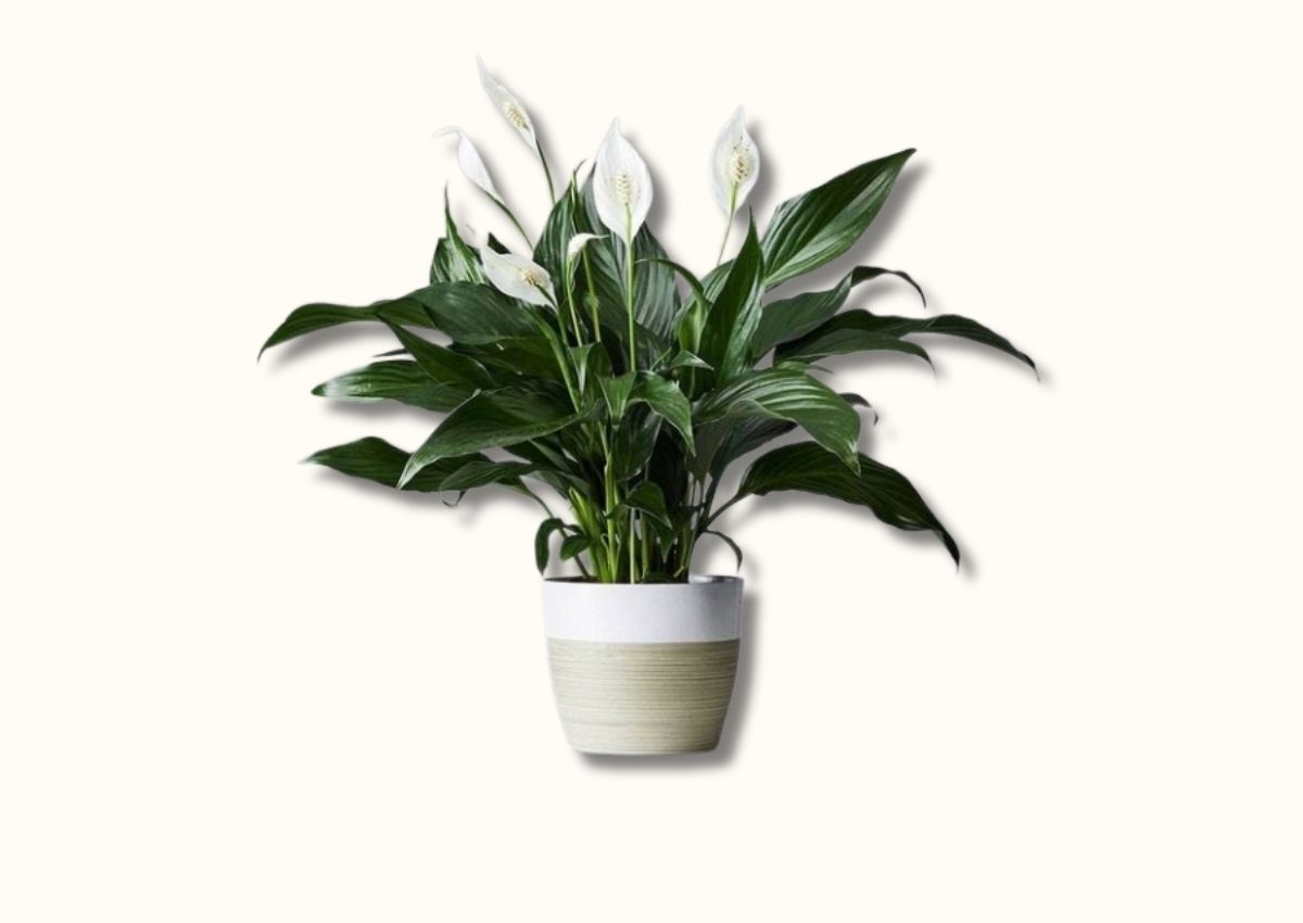 nguoi-menh-tho-hop-cay-gi-de-ban-lam-viec-thu-hut-tai-loc-5