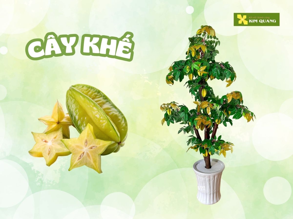 top-10-cay-an-trai-trong-chau-tot-cho-phong-thuy-1