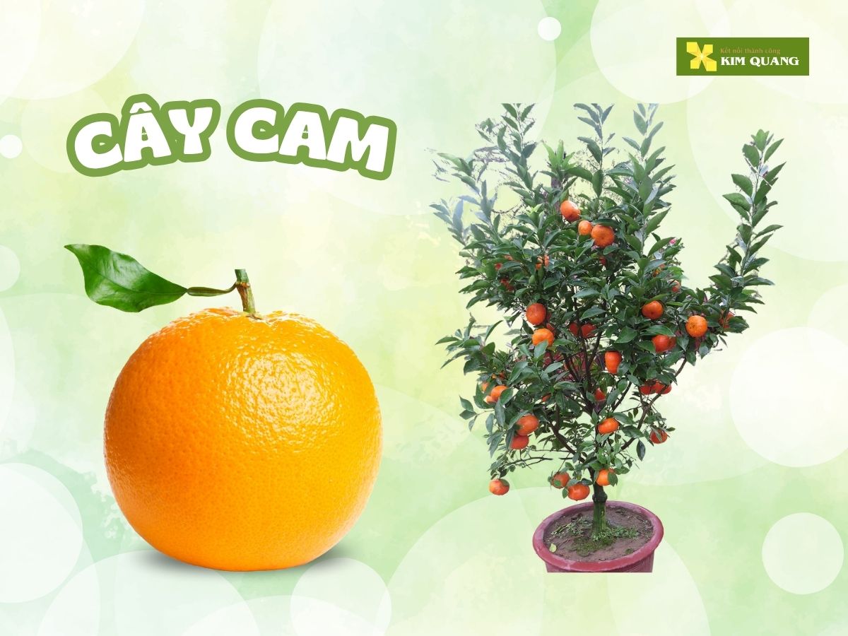 top-10-cay-an-trai-trong-chau-tot-cho-phong-thuy-2