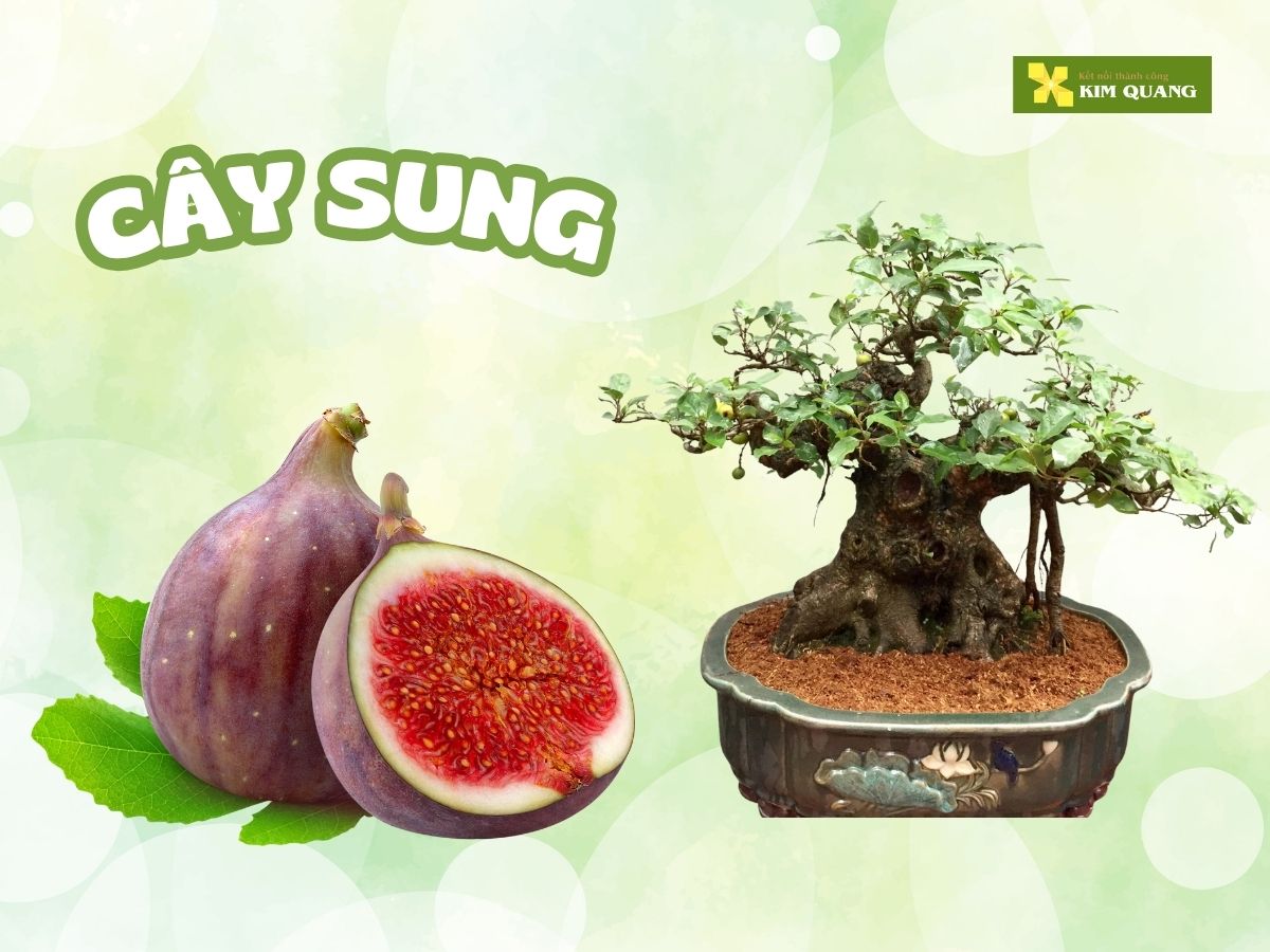 top-10-cay-an-trai-trong-chau-tot-cho-phong-thuy-3