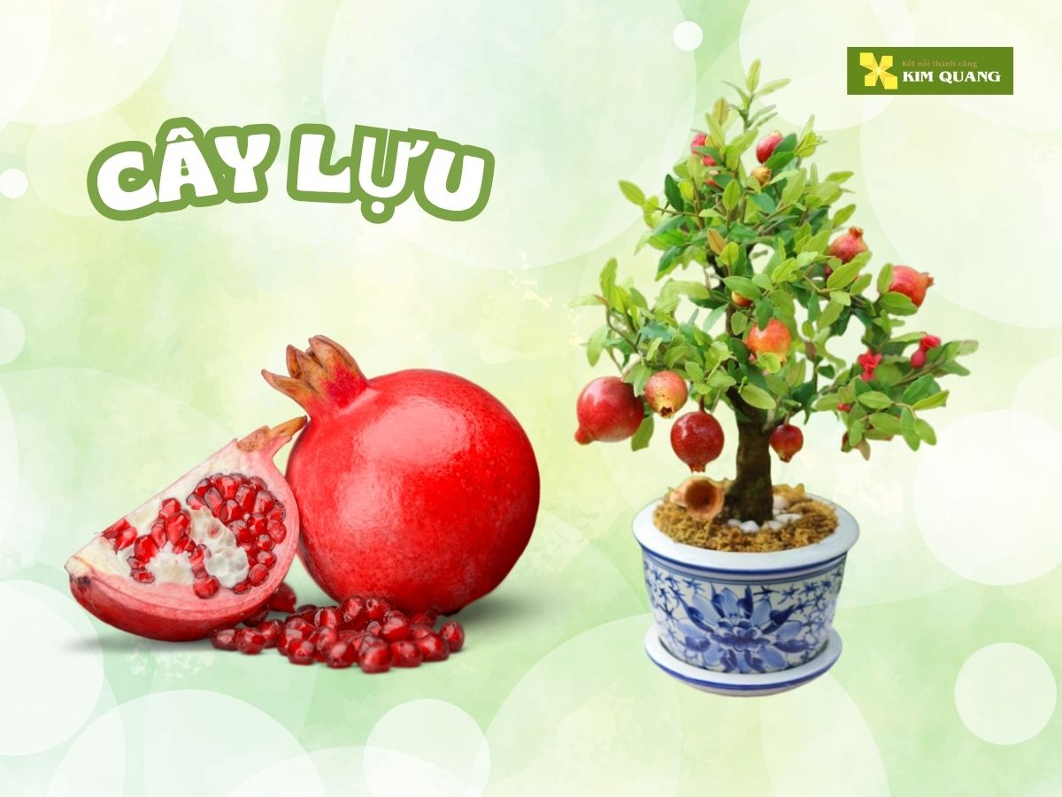 top-10-cay-an-trai-trong-chau-tot-cho-phong-thuy-4