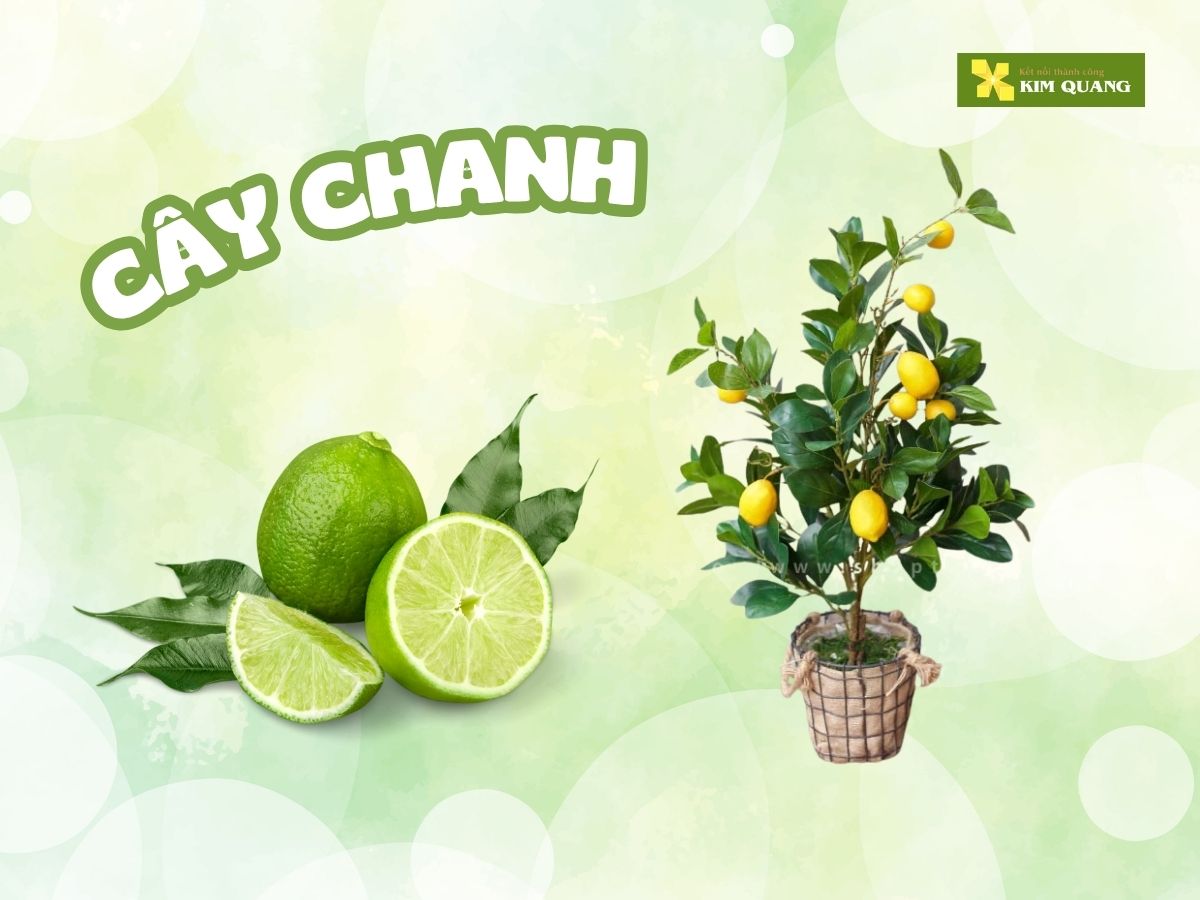 top-10-cay-an-trai-trong-chau-tot-cho-phong-thuy-5