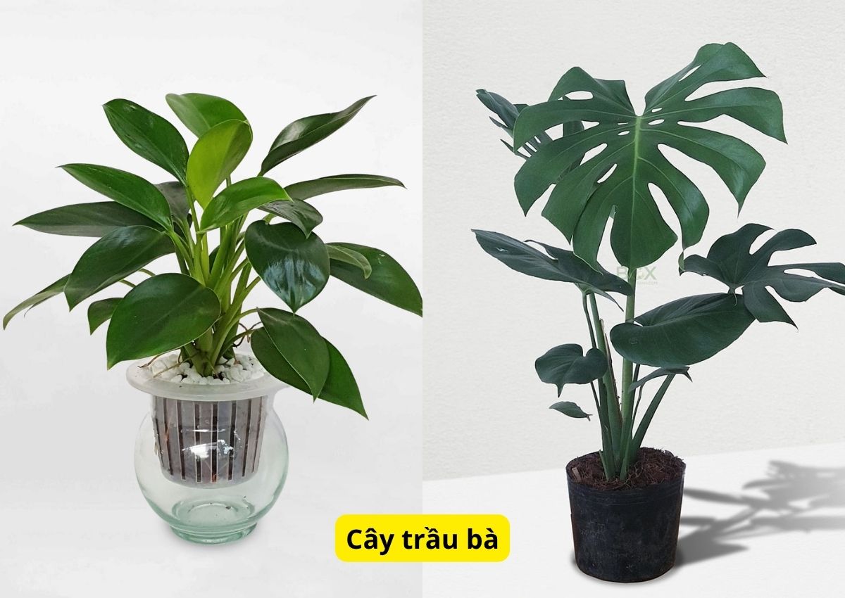 top-10-cay-phong-thuy-trong-nha-mang-den-tai-loc-vuong-khi-1