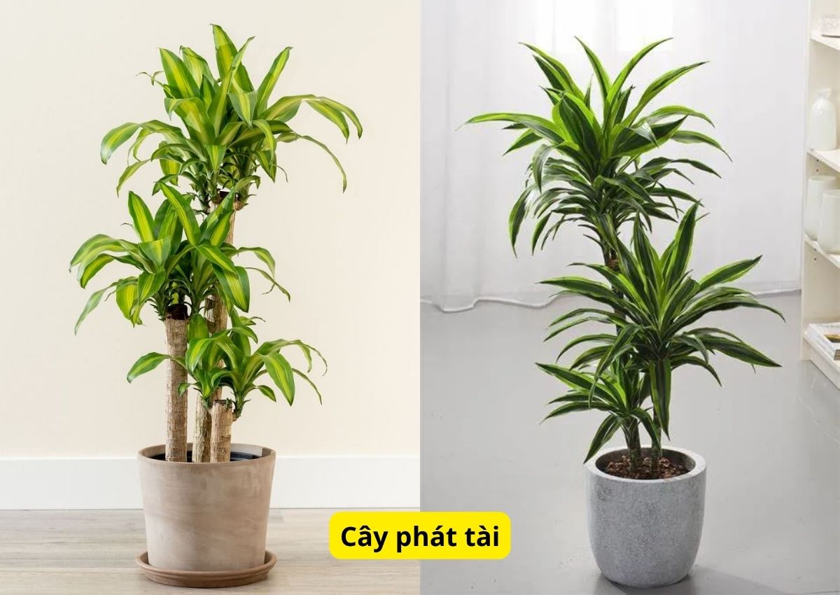 top-10-cay-phong-thuy-trong-nha-mang-den-tai-loc-vuong-khi-2
