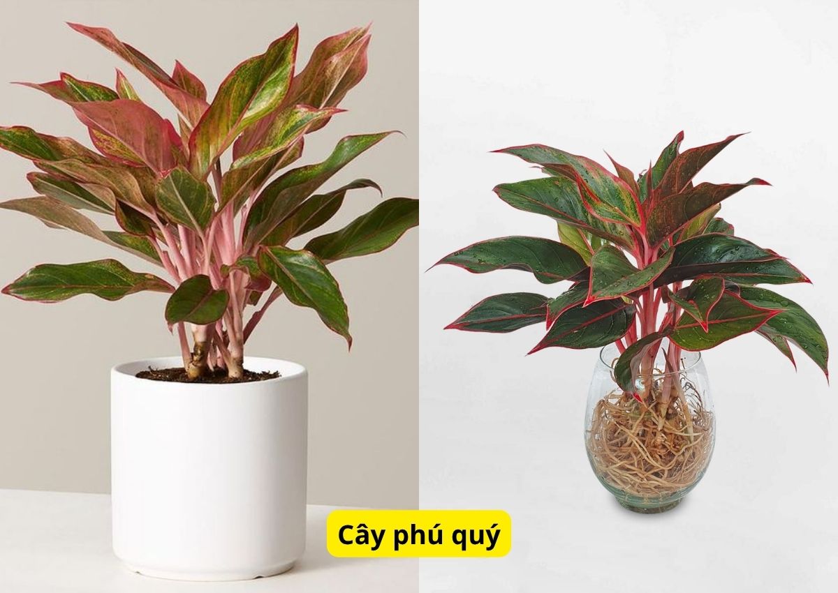 top-10-cay-phong-thuy-trong-nha-mang-den-tai-loc-vuong-khi-3