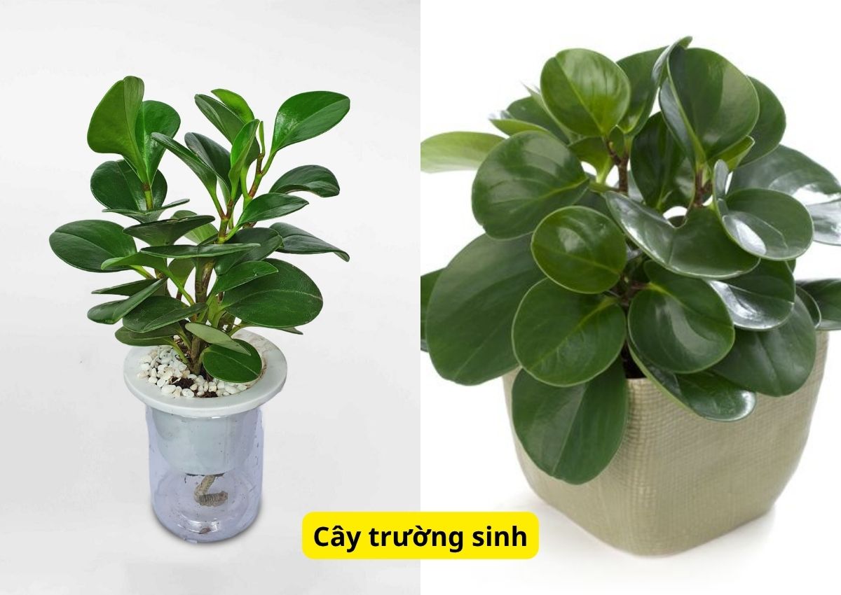 top-10-cay-phong-thuy-trong-nha-mang-den-tai-loc-vuong-khi-4