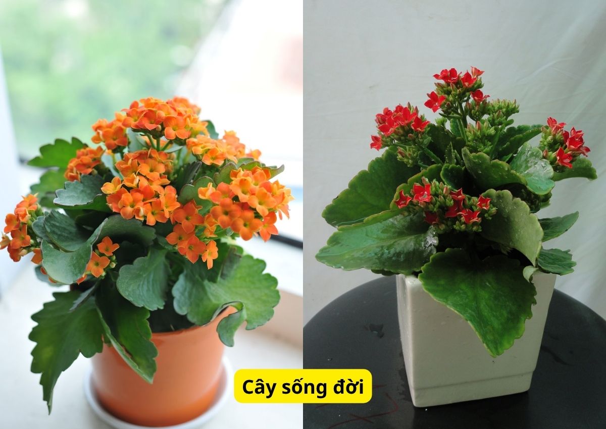 top-10-cay-phong-thuy-trong-nha-mang-den-tai-loc-vuong-khi-5