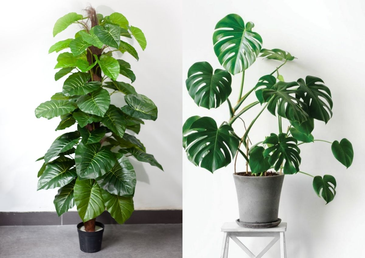 y-nghia-cua-phong-thuy-cay-trau-ba-1