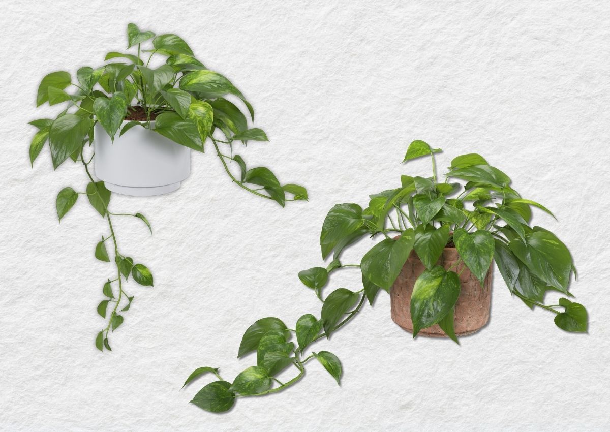 y-nghia-cua-phong-thuy-cay-trau-ba-4