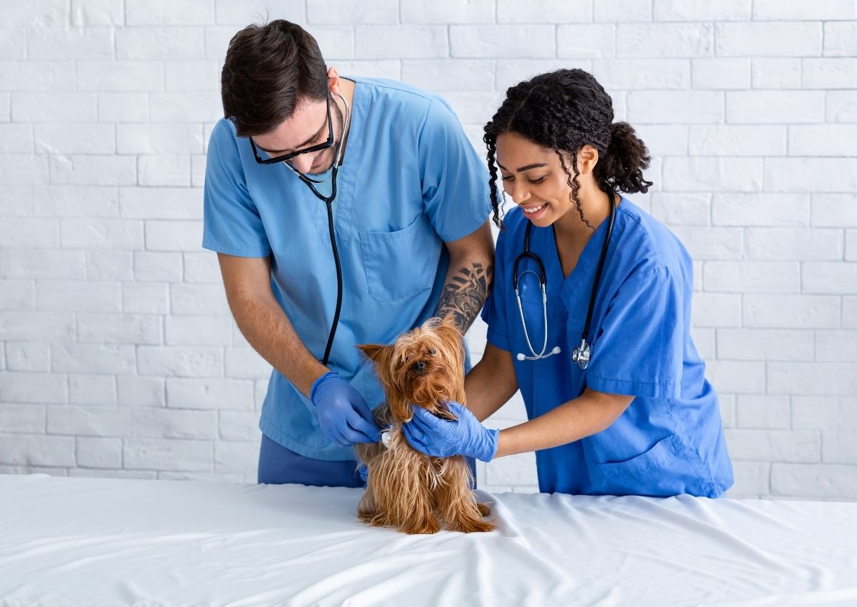 chi-phi-mo-phong-kham-thu-y-can-bao-nhieu