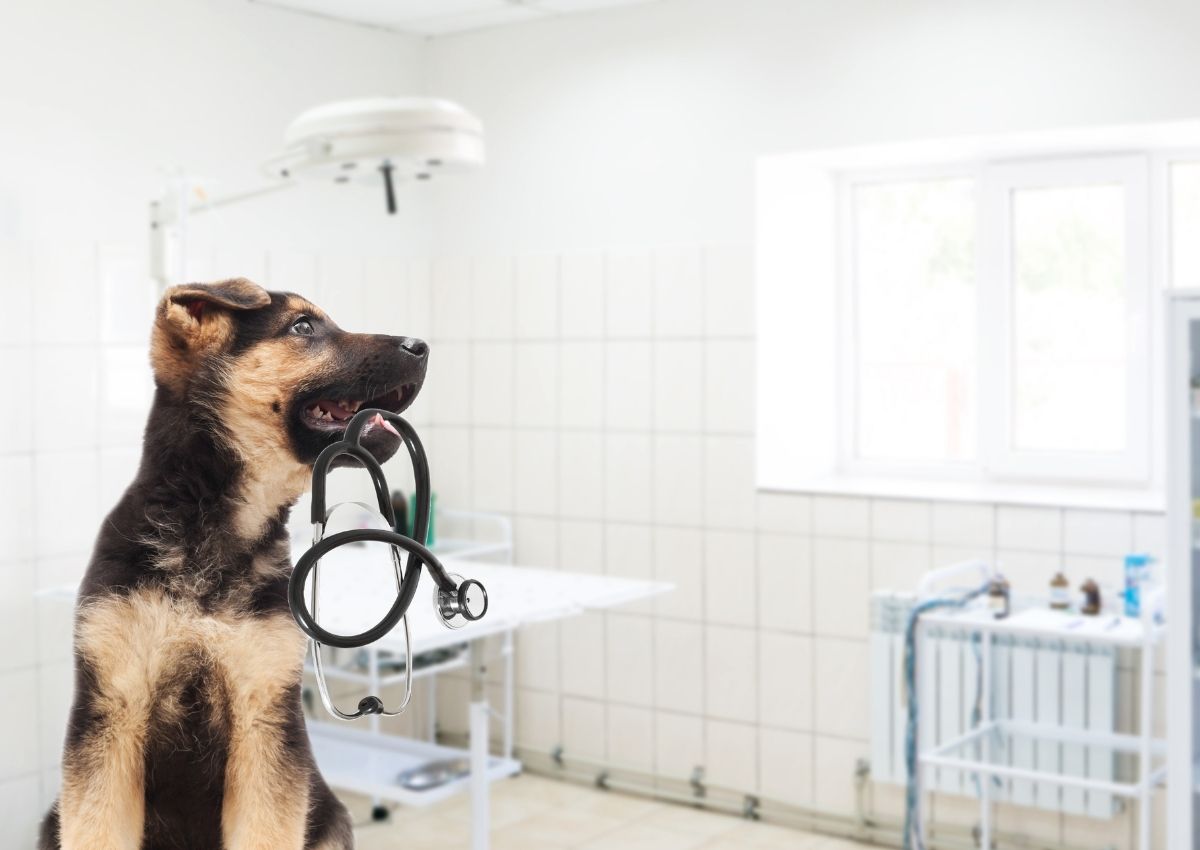 chi-phi-mo-phong-kham-thu-y-can-bao-nhieu-2