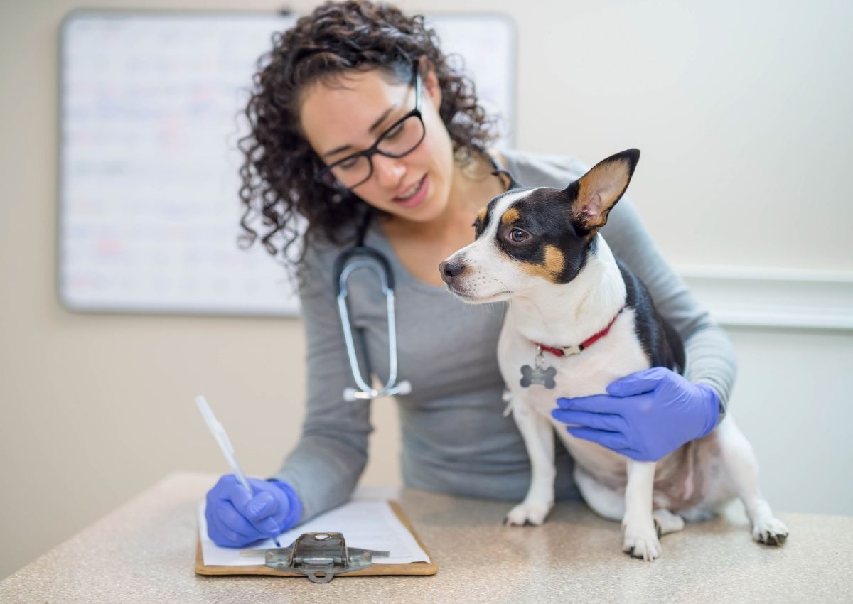 chi-phi-mo-phong-kham-thu-y-can-bao-nhieu-4