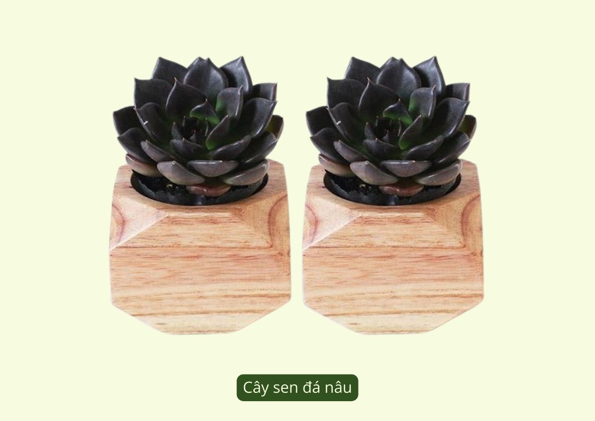 nhung-loai-cay-phong-thuy-menh-tho-duoc-ua-chuong-hien-nay-2