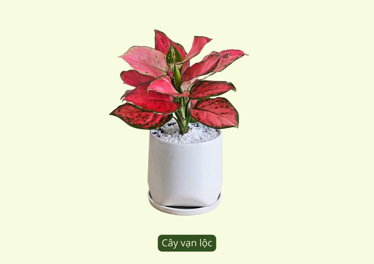 nhung-loai-cay-phong-thuy-menh-tho-duoc-ua-chuong-hien-nay-3