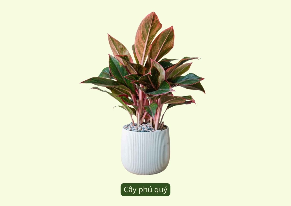 nhung-loai-cay-phong-thuy-menh-tho-duoc-ua-chuong-hien-nay-4