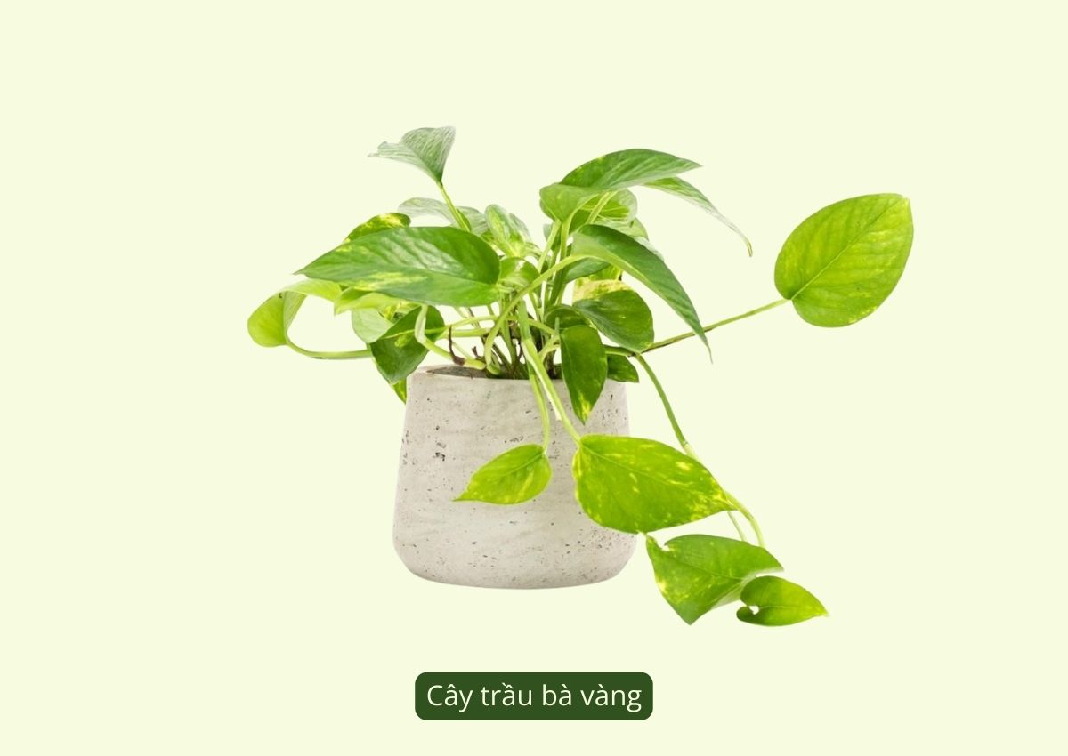 nhung-loai-cay-phong-thuy-menh-tho-duoc-ua-chuong-hien-nay-5