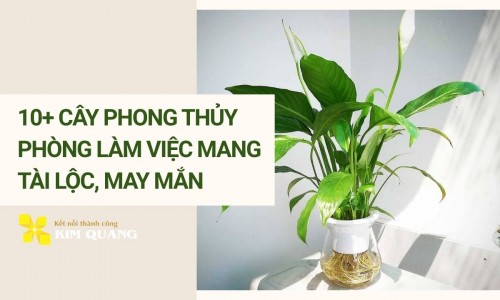 10+ cây phong thủy phòng làm việc mang tài lộc, may mắn
