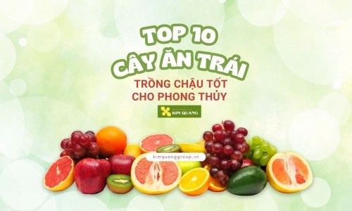 Top 10 cây ăn trái trồng chậu tốt cho phong thủy
