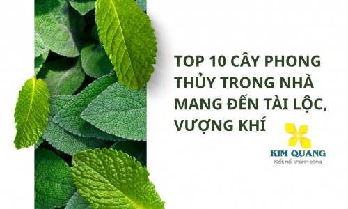 Top 10 cây phong thủy trong nhà mang đến tài lộc, vượng khí