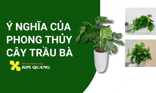Ý nghĩa của phong thủy cây trầu bà