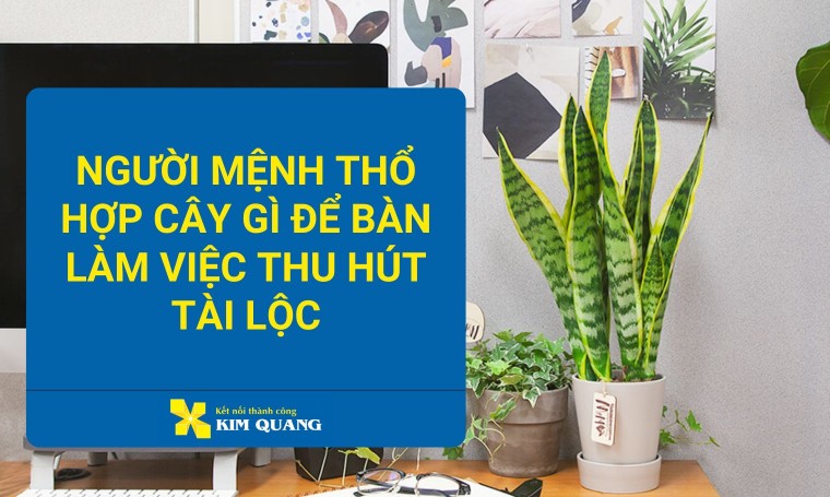 Người mệnh thổ hợp cây gì để bàn làm việc thu hút tài lộc