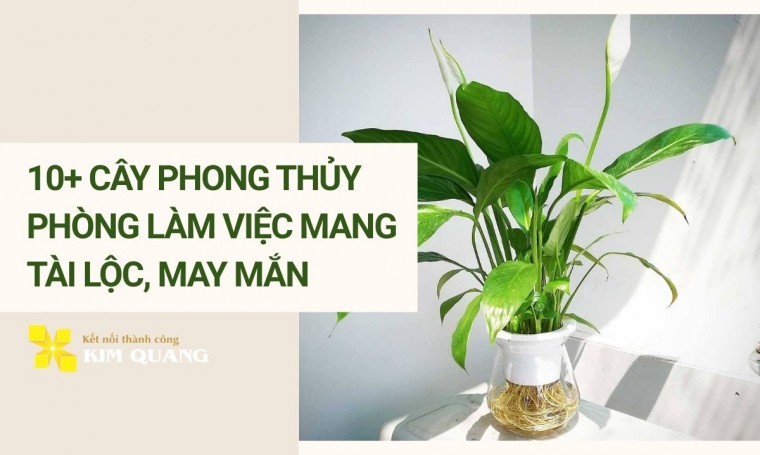 10+ cây phong thủy phòng làm việc mang tài lộc, may mắn