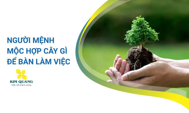 Người mệnh mộc hợp cây gì để bàn làm việc