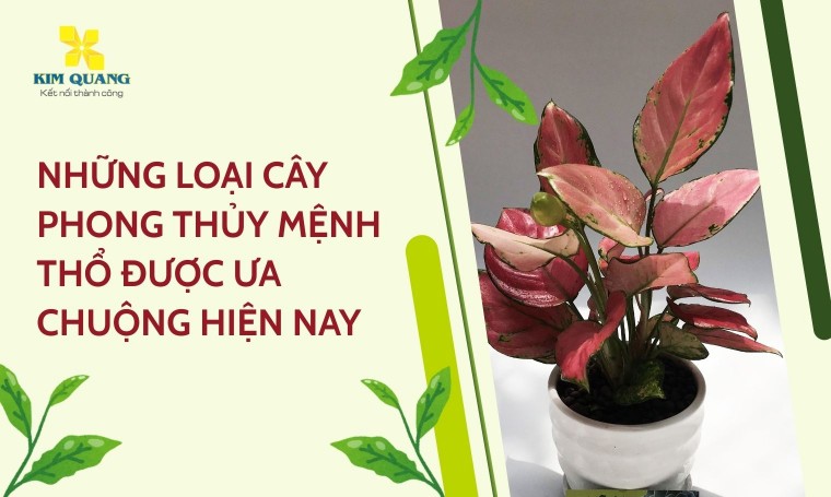 Những loại cây phong thủy mệnh Thổ được ưa chuộng hiện nay