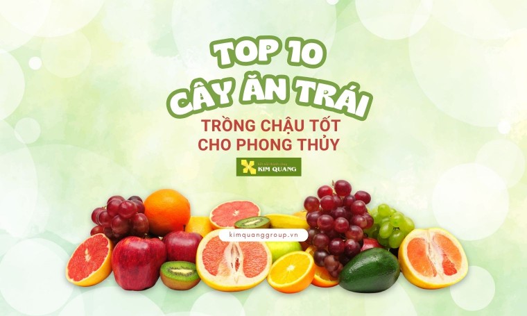 Top 10 cây ăn trái trồng chậu tốt cho phong thủy